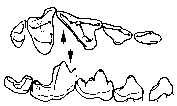 a carnivore's teeth - click for source site